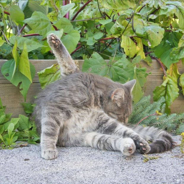 Katze auf dem Gutshof
