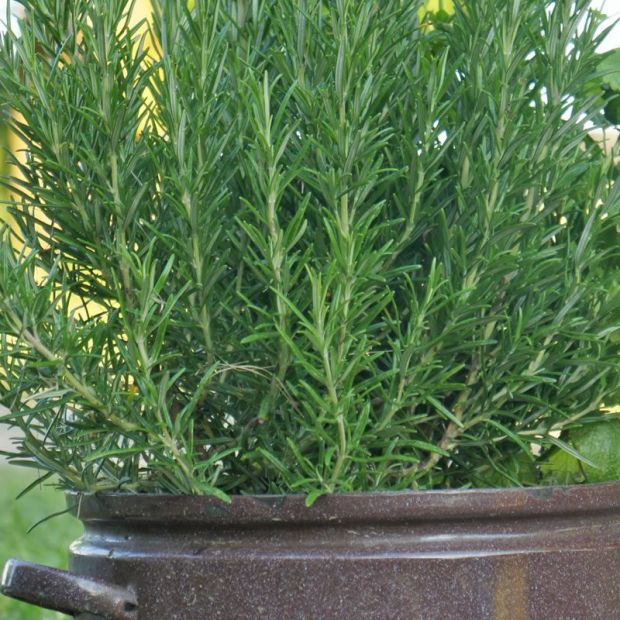Duftende Kräuter im Garten
