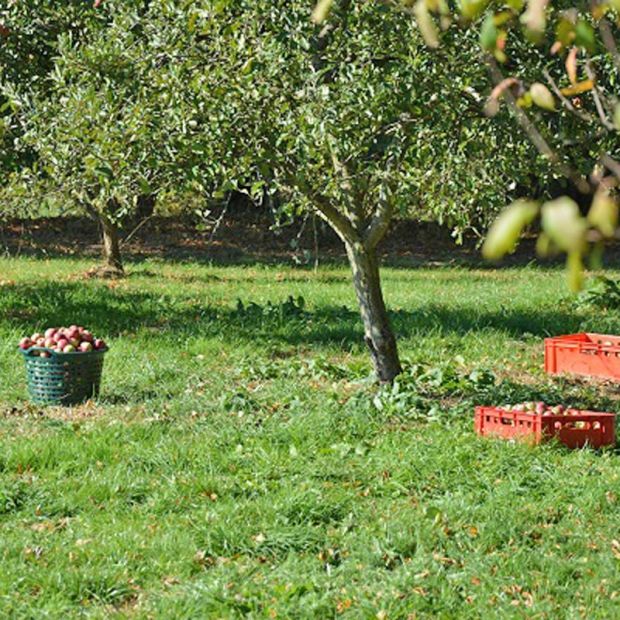 Obstgarten