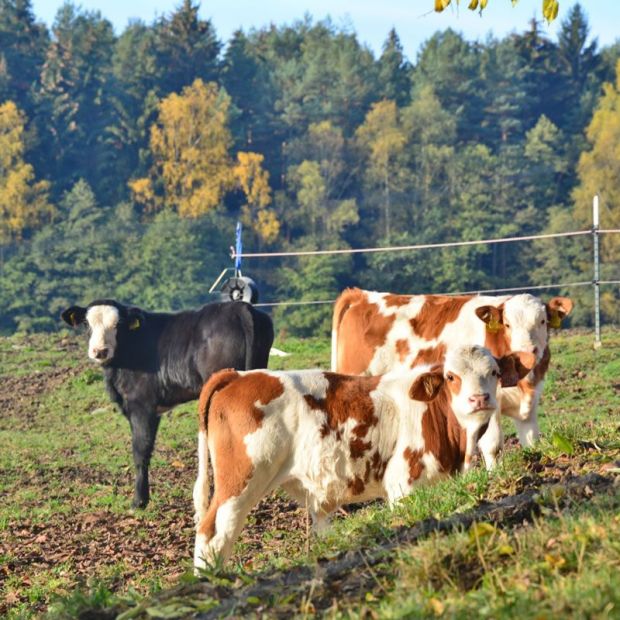 Prime Beef Rinderzucht